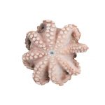 Χταπόδι Ινδονησίας-Ειρηνικού 2-3kg