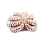 Χταπόδι Μαρόκου Τ4